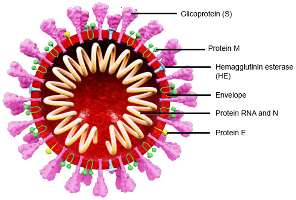 primophoto virus